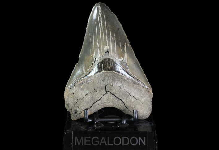 Serrated, Fossil Megalodon Tooth - Georgia #76478